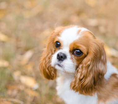 Süvari Kralı Charles Spaniel. Köpek düşmüş sarı akçaağaç yapraklarının üzerine oturur.