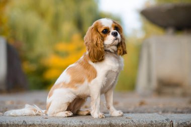 Süvari Kralı Charles Spaniel. Sonbahar arka planında küçük bir köpek