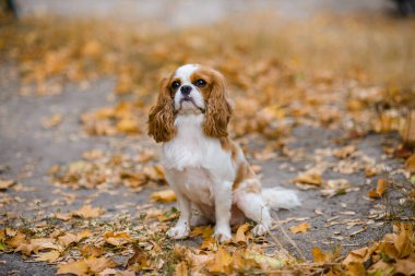 Süvari Kralı Charles Spaniel. Köpek düşmüş sarı akçaağaç yapraklarının üzerine oturur.