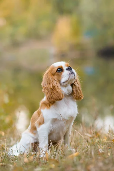 Kavalierkönig Karl Spaniel Kleiner Hund Hintergrund Einer Herbstlandschaft Der Nähe — Stockfoto