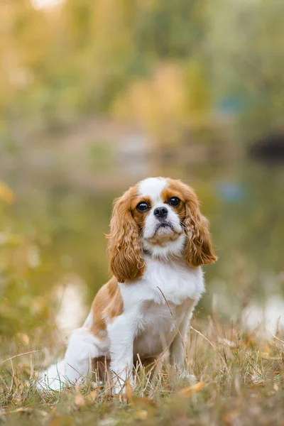 Kavalierkönig Karl Spaniel Kleiner Hund Hintergrund Einer Herbstlandschaft Der Nähe — Stockfoto