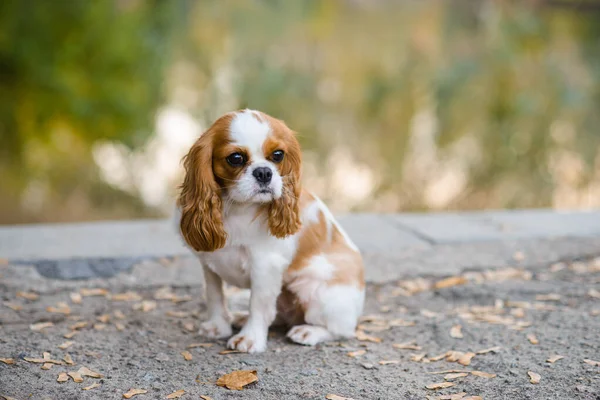 cavalier king charles spaniel. little dog background of an autumn landscape near the lake, looks to side