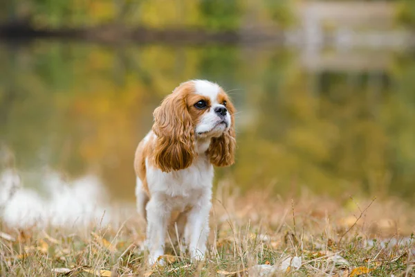 Cavalier King Charles Spaniel Little Dog Background Autumn Landscape Lake — Stock Photo, Image