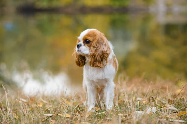 cavalier king charles spaniel. little dog background of an autumn landscape near the lake, looks to side