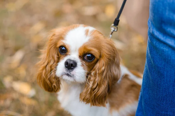 Dappere Koning Charles Spaniel Hond Zit Achtergrond Van Gevallen Gele — Stockfoto