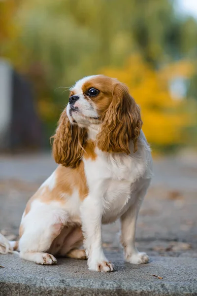 Dappere Koning Charles Spaniel Kleine Hond Herfst Achtergrond — Stockfoto