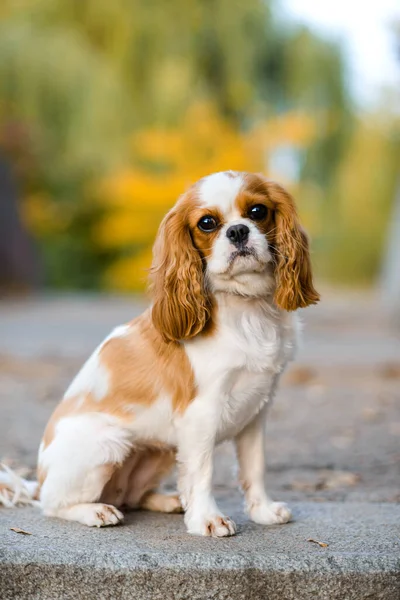 Cavalier King Charles Spaniel Pequeno Cão Outono Fundo — Fotografia de Stock
