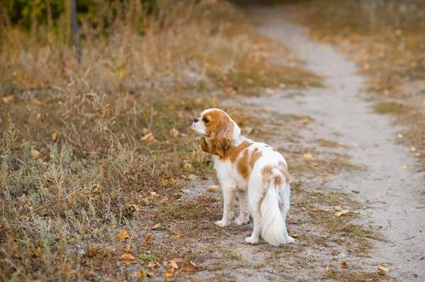 Kavalierkönig Karl Spaniel Hund Sitzt Auf Dem Hintergrund Herabgefallener Gelber — Stockfoto