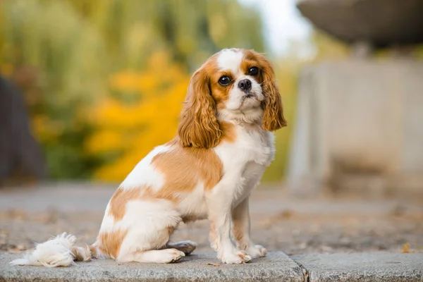 Dappere Koning Charles Spaniel Kleine Hond Herfst Achtergrond — Stockfoto