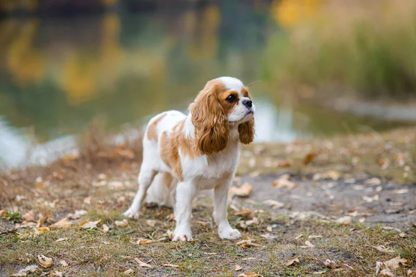 Kavalierkönig Karl Spaniel Kleiner Hund Hintergrund Einer Herbstlandschaft Der Nähe — Stockfoto