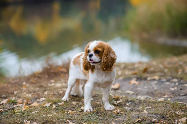 Cavalier King Charles Spaniel Little Dog Background Autumn Landscape Lake — Stock Photo, Image