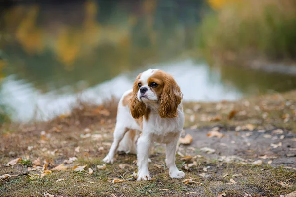 Cavalier King Charles Spaniel Little Dog Background Autumn Landscape Lake — Stock Photo, Image