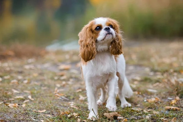 卡维尔国王 查尔斯 一条小狗狗的背景是湖畔的一片秋景 它向侧面看去 — 图库照片