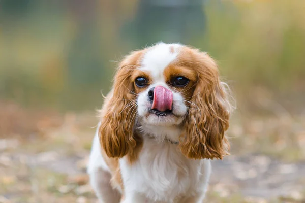 Cavalier King Charles Spaniel Licks Tongue Close Portrait Background Autumn — Stock Photo, Image