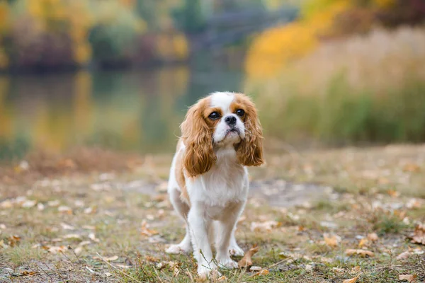 Kavalierkönig Karl Spaniel Kleiner Hund Hintergrund Einer Herbstlandschaft Der Nähe — Stockfoto