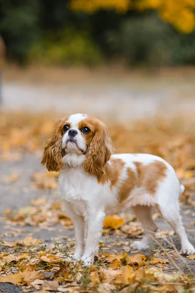 Dappere Koning Charles Spaniel Hond Zit Achtergrond Van Gevallen Gele — Stockfoto