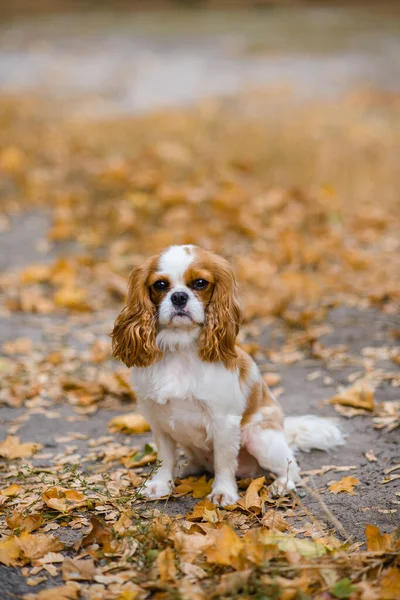 Cavalier King Charles Spaniel Dog Sits Background Fallen Yellow Maple — Stock Photo, Image