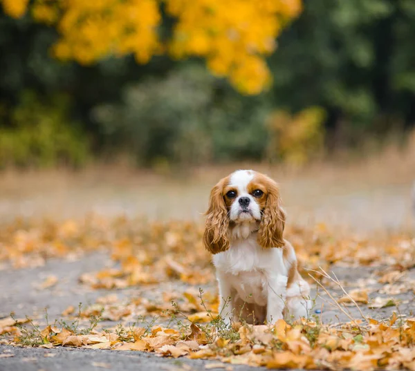 Cavalier King Charles Spaniel Dog Sits Background Fallen Yellow Maple — Stock Photo, Image