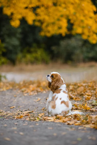 Kavalierkönig Karl Spaniel Hund Sitzt Auf Dem Hintergrund Herabgefallener Gelber — Stockfoto