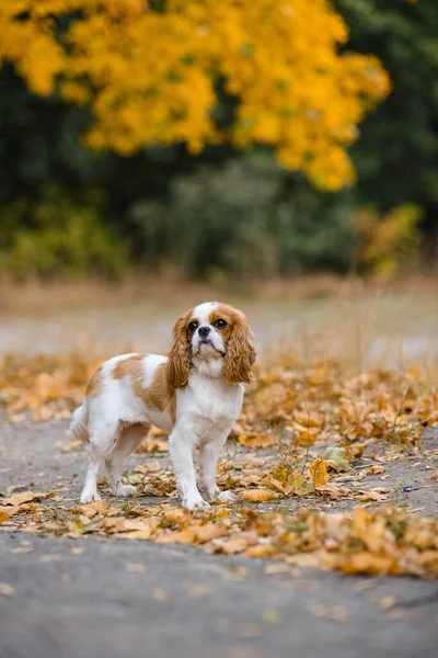 Kavalierkönig Karl Spaniel Hund Sitzt Auf Dem Hintergrund Herabgefallener Gelber — Stockfoto