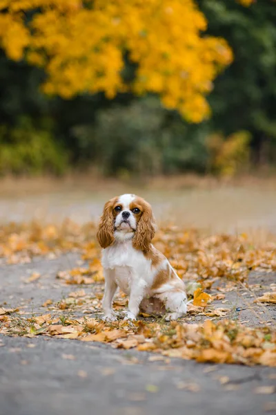 Dappere Koning Charles Spaniel Hond Zit Achtergrond Van Gevallen Gele — Stockfoto