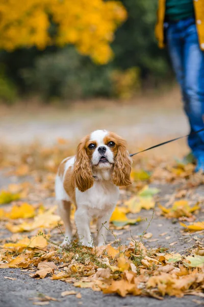 Kavalierkönig Karl Spaniel Hund Sitzt Auf Dem Hintergrund Herabgefallener Gelber — Stockfoto