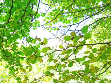 Yaprakları ve dalları, Barcelona, Catalunya, İspanya