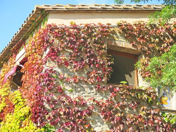努丘卡斯特利亚农舍中的葡萄树细节 — 图库照片