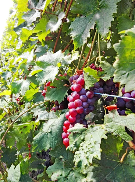 Alsazia Valle Del Reno Francia Settentrionale Luglio 2018 Francia Europa — Foto Stock