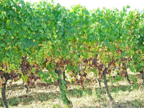 Alsace Rhine River Valley Northern France July 2018 France Europe — Stock Photo, Image