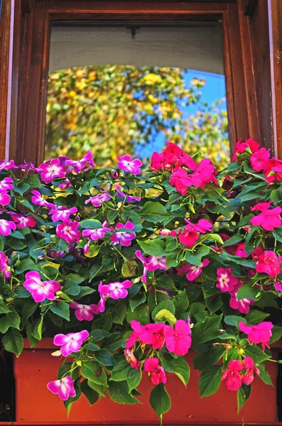 Ventana Con Flores Casas Provincia Huesca Mayo 2017 Aragón España —  Fotos de Stock