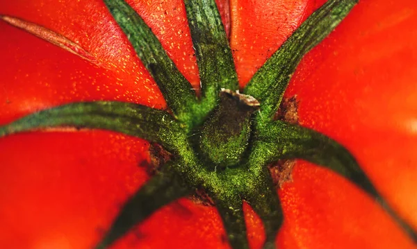 Macro Tomate Para Fundos — Fotografia de Stock