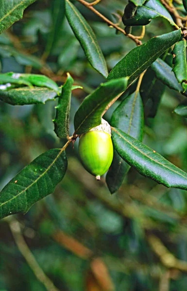 Ramo Quercia Sughero Con Ghiande Nel Parc Collserola Barcellona Mayo — Foto Stock