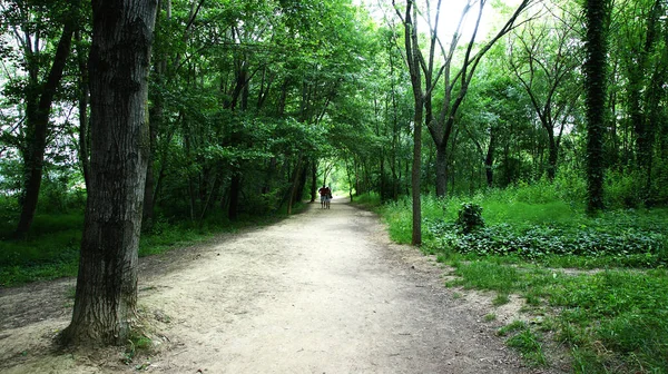 Banyoles Skog Och Sjö Maj 2015 Catalunya Spanien Europa — Stockfoto