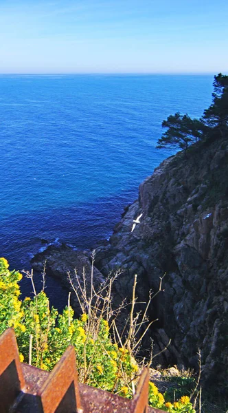 Panoramata Tossa Mar Pobřeží Costa Brava Provincii Girona Katalánsko Španělsko — Stock fotografie