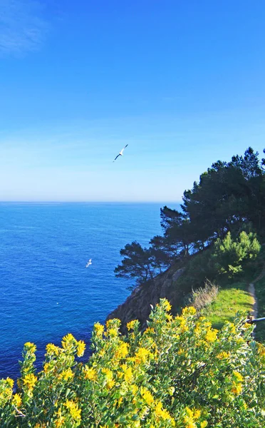 Panorama Tossa Mar Costa Brava Prowincji Girona Catalunya Hiszpania Europa — Zdjęcie stockowe