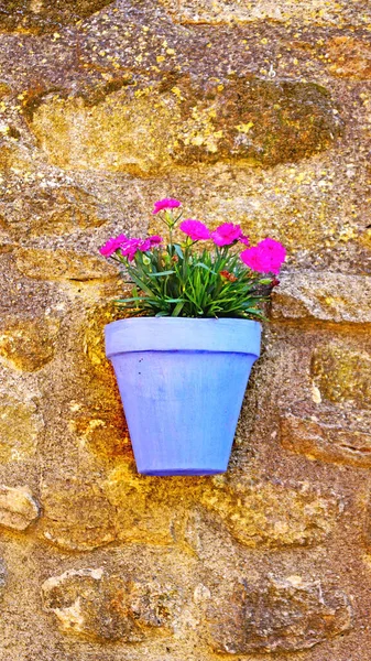 Blumen Und Farbe Peratallada Uhr Juli 2018 Bajo Ampurdn Girona — Stockfoto