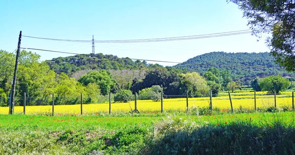 Paisaje Campos Municipio Forallac Julio 2018 Bajo Ampurdn Peratallada Girona — Foto de Stock