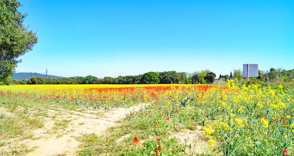 Paysage Des Champs Dans Municipalité Forallac Julio 2018 Bajo Ampurdn — Photo