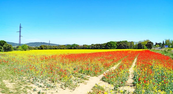 Paysage Des Champs Dans Municipalité Forallac Julio 2018 Bajo Ampurdn — Photo