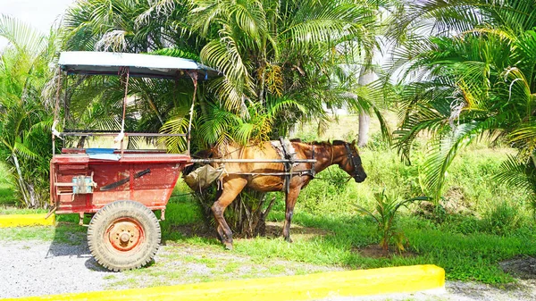 Typowy Powóz Koniem Ulicy Hawanie Republika Kuby — Zdjęcie stockowe
