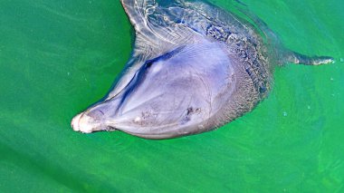 Karayipler 'deki Cayo Santa Mara' da yunusevi, Küba Cumhuriyeti