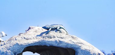 Küba 'nın Cayo Santa Mara şehrinde bir yunus yuvasında iguana.