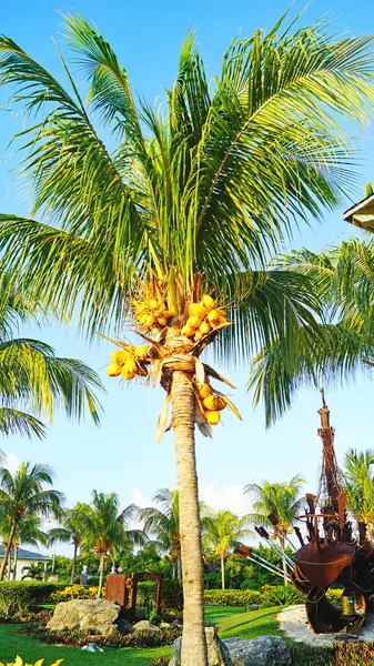 Palma Cocco Con Lucertola Verde Alcuni Giardini Dell Avana Nella — Foto Stock