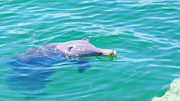 Delfinárium Kajo Santa Mara Karibiku Kubánská Republika — Stock fotografie