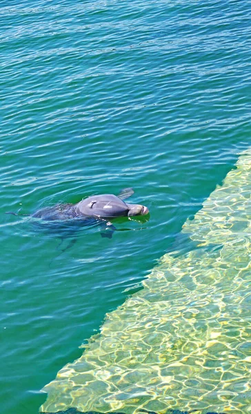 Dolphinarium Cayo Santa Mara Dans Les Caraïbes République Cuba — Photo
