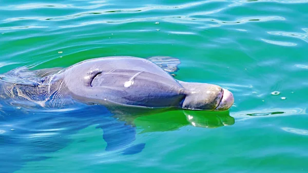 Dolphinarium Στο Cayo Santa Mara Στην Καραϊβική Δημοκρατία Της Κούβας — Φωτογραφία Αρχείου