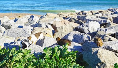 Cats on the rocks of Sant Adria del Besos beach, Barcelona, Catalunya, Spain, Europe