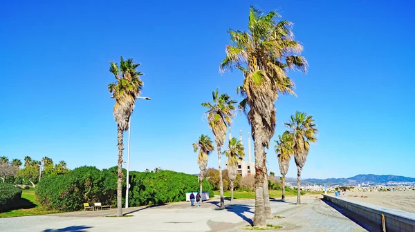 Giardini Spiaggia Sant Adria Del Besos Barcellona Catalogna Spagna Europa — Foto Stock