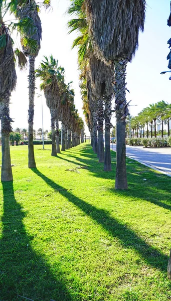 Giardini Spiaggia Sant Adria Del Besos Barcellona Catalogna Spagna Europa — Foto Stock